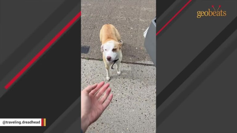 Oklahoma Storm Chaser Saves A Dog From Traffic And Learns She Has One Unusual Talent