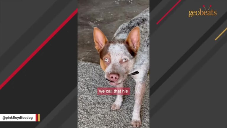 Missouri Dog Carries A Spoon Everywhere While His Intense Stare Makes The Habit Even Funnier