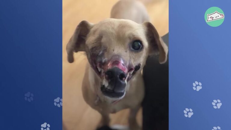 Terrified California Pup Was Left With Severe Scars Before Her Family Noticed Something Was Different