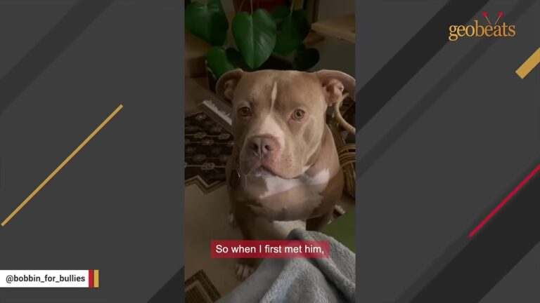 Utah Dog Waits Nearly A Year For A Home Because Adopters Find His Good Manners Unusual
