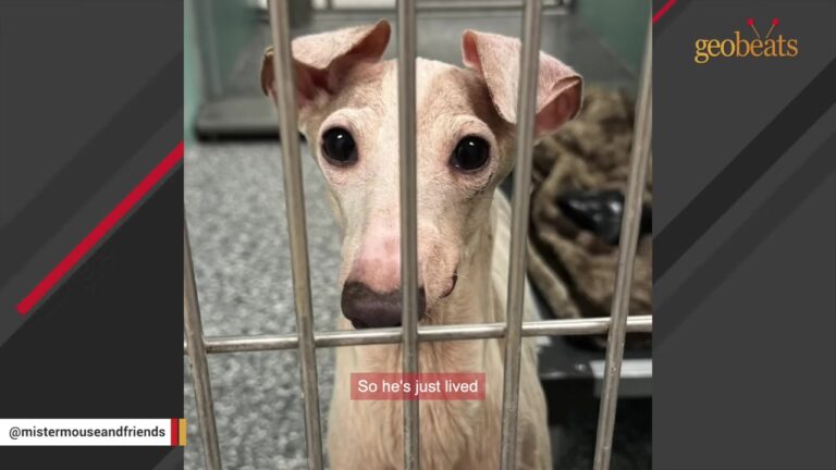 Iowa Dog Was Kept In A Dark Basement For Seven Years With Only A Hay-Covered Floor To Sleep On