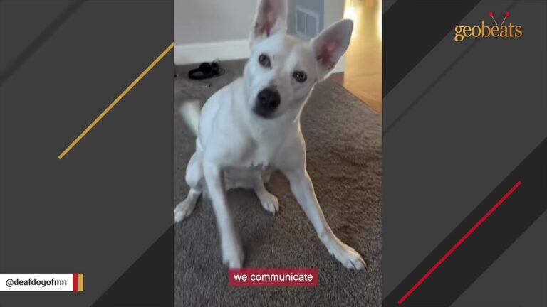 Minnesota Toddler Learned To “Talk” To Her Deaf Dog Before She Could Even Speak Out Loud