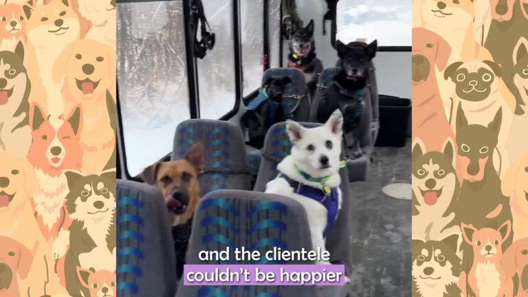 Alaska Woman Agrees To A Freezing Move On One Condition, Then Her Puppy Changes Everything