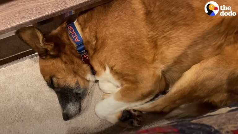 California Dog Spent Four Years Waiting For A Home Until One Foster Gave Her A Chance To Heal