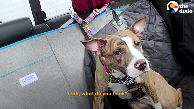 New York Puppy Surrendered With A Broken Leg Finds The Beautiful Healing Journey She Deserved