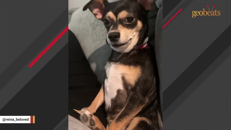 Tiny Chihuahua Comes From A Crowded Hoarding House, Then A Florida Woman Shows Up At The Shelter Before Sunrise