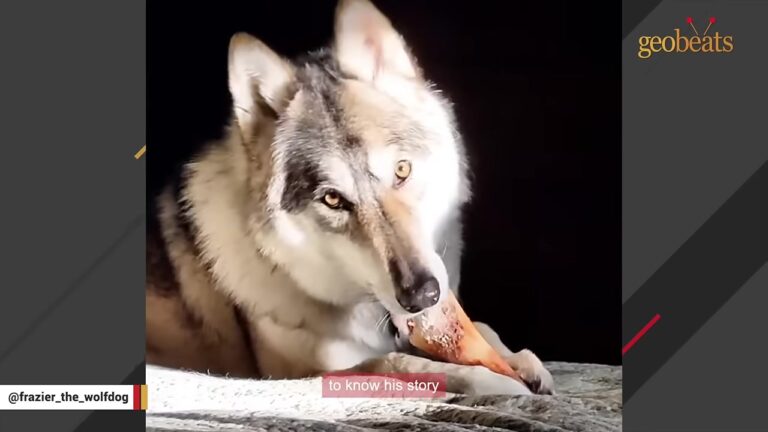 Iowa Puppy Mistaken For A Coyote Eventually Reached New Hampshire With A Very Different Identity
