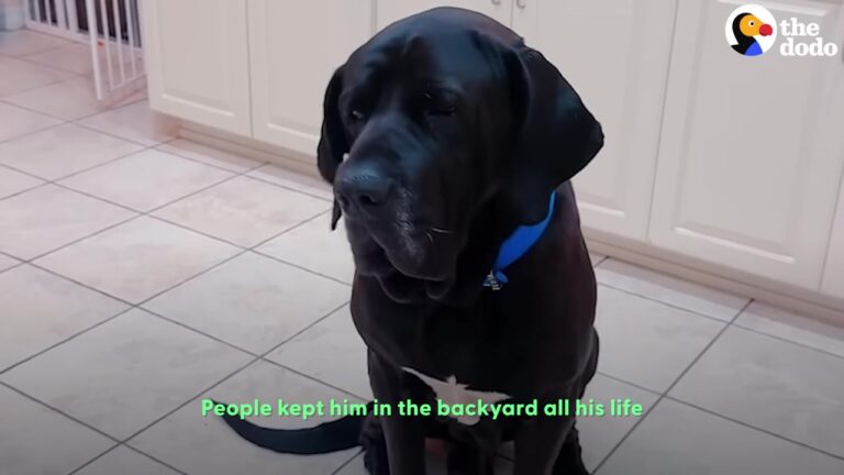 Texas Husband Brings Home An Abandoned 115-Pound Mastiff, And The Gentle Giant’s Sweet Quirks Melt His Family’s Hearts