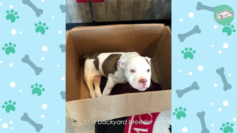 Terrified California Puppy Was Left In A Cardboard Box, But His Determination Soon Became Impossible To Ignore