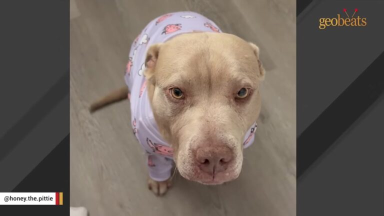 California Dog Was Dumped On The Streets With Most Of The Fur Missing From Her Lower Body