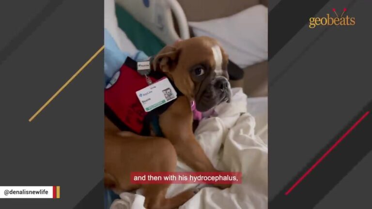 Florida Puppy Was Given Up After His Breeder Could No Longer Handle His Extensive Medical Care