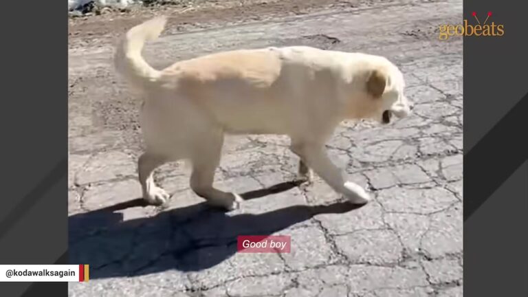 Washington Dog Was Joyfully Hiking On His Birthday, Then Woke Up Unable To Move His Legs