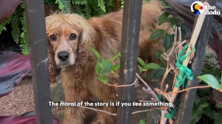 Lonely Dog Was Left Outside In The Sweltering Texas Heat With Nowhere To Go