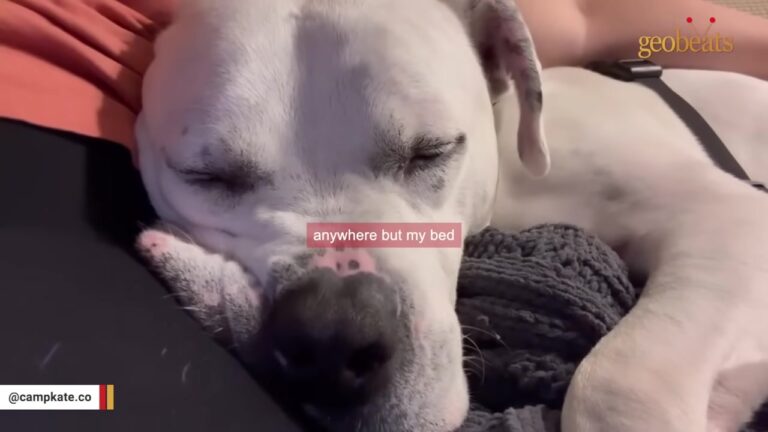 Nebraska Dog Ends Up Back At The Shelter Four Years Later And Gets The Reunion Of A Lifetime