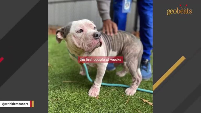 North Carolina Dog Was Found Wandering With His Sister, But Watch What Happens When He Gets Excited