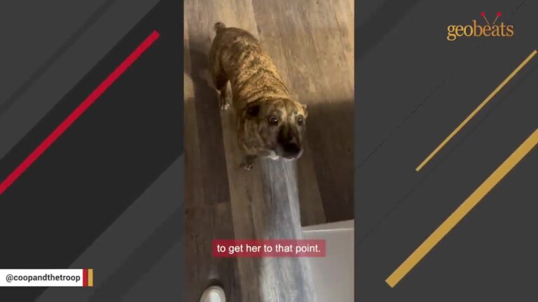 North Carolina Dog’s Former Owner Tried To Take Her Back, Until The Shelter Set One Condition