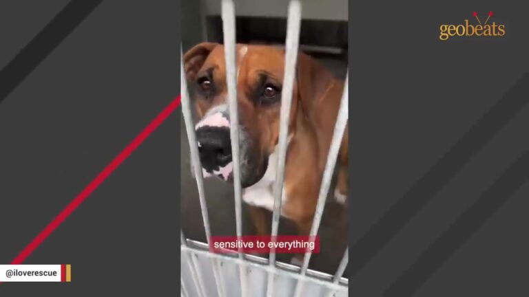 California Woman Finds A Shaking Shelter Dog With Just 10 Minutes Left And Starts Making Frantic Calls