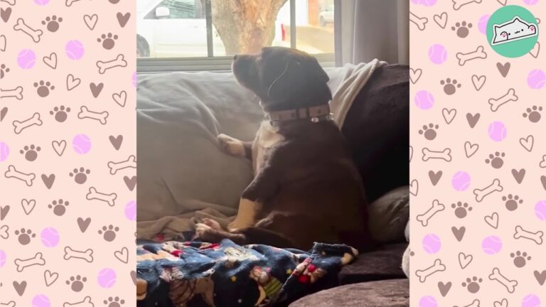 Frightened Texas Dog Curled Up On The Couch After Everyday Household Sounds Became Too Much