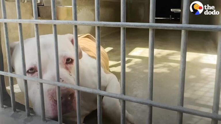 Heartbroken California Shelter Dog Kept Crying Behind Metal Bars, Hoping Someone Would Notice Her
