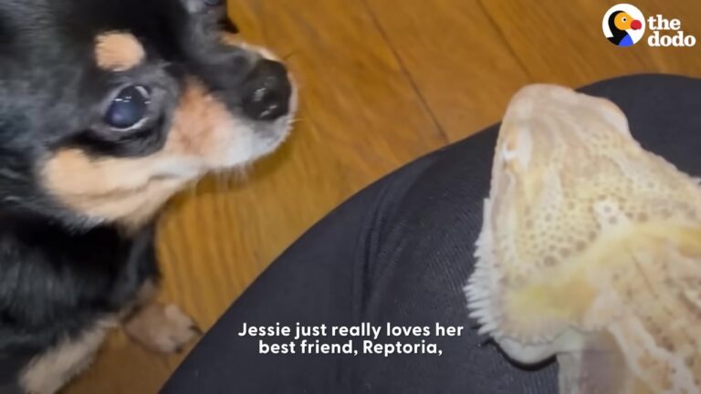 Texas Dog Met A Tiny New Family Member And Immediately Decided To Become Her Lifelong Protector