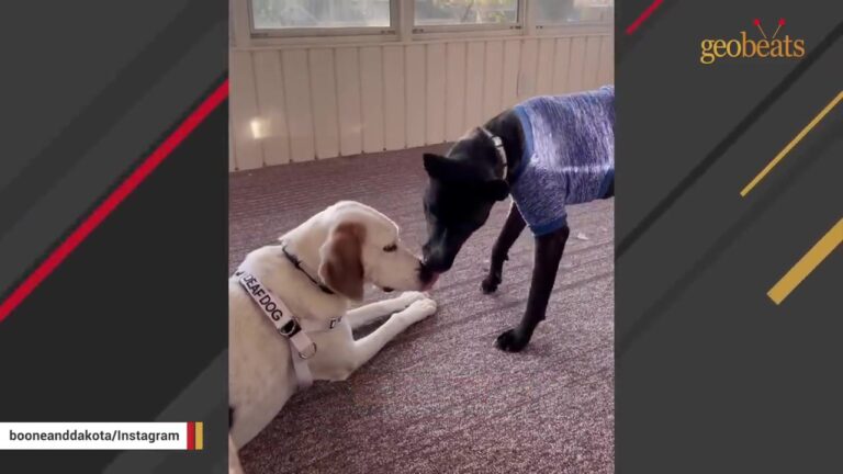 South Carolina Dog Spent 310 Days Terrified Of People, Then Another Shelter Dog Stepped In