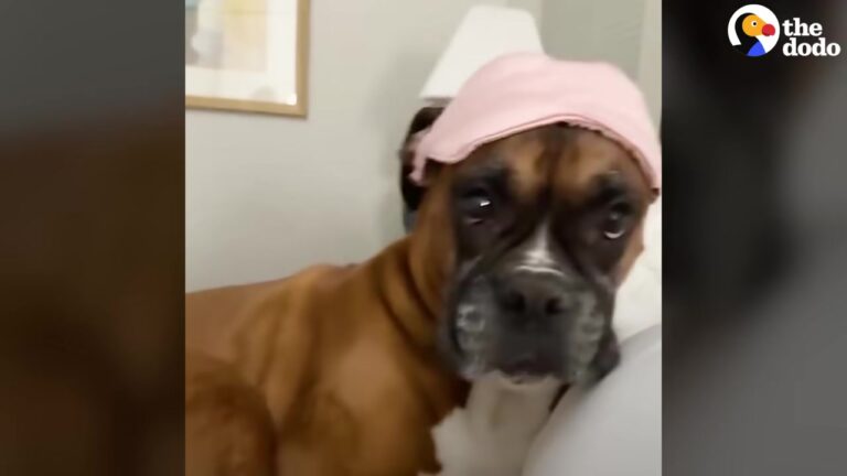 California Dog Has A Very Specific Bedtime Demand, And Her Mom’s Nightly Routine Is Melting Hearts