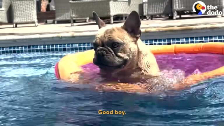 Florida French Bulldog Was Warned Away From Water, But One Brave Leap Changed Everything