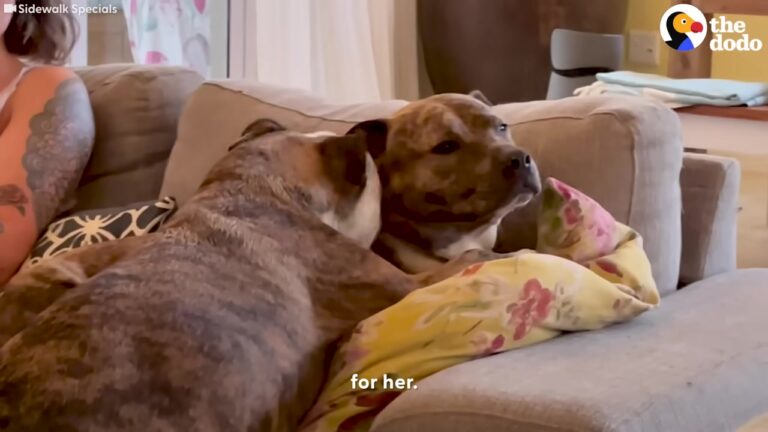 A Woman Notices Something Unusual About Georgia Puppy Sitting On An Orange Examination Table