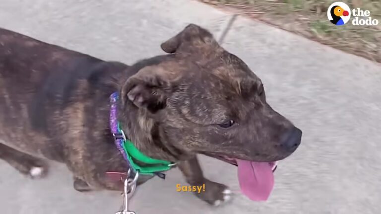 Timid Texas Dog Was Left To Fend For Herself And Would Only Snatch Food Before Running Away