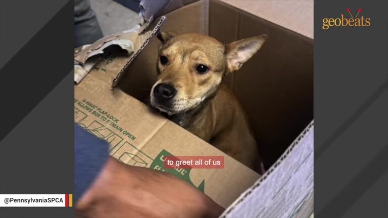 Young Dog Was Left In A Taped-Up Box Outside A Pennsylvania Shelter, Then Staff Read The Note