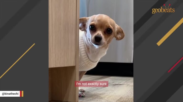 Tiny California Rescue Dog Learns To Trust, Then Reveals A Hilarious Habit She Does Every Day