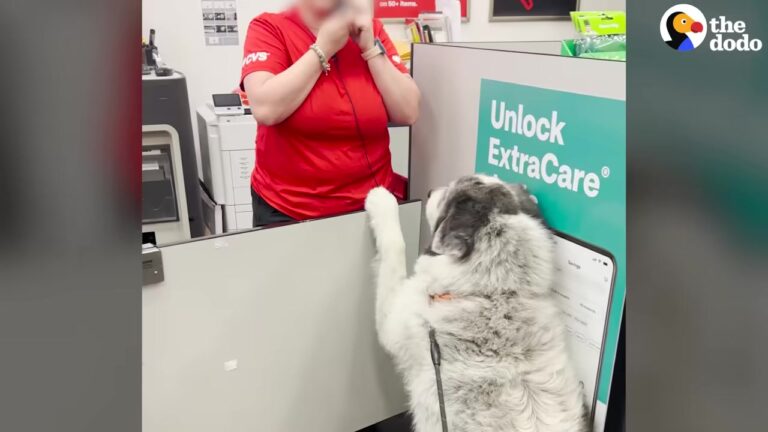 Curious New York Pup Kept Returning To The CVS, But His Owner Soon Realized Why