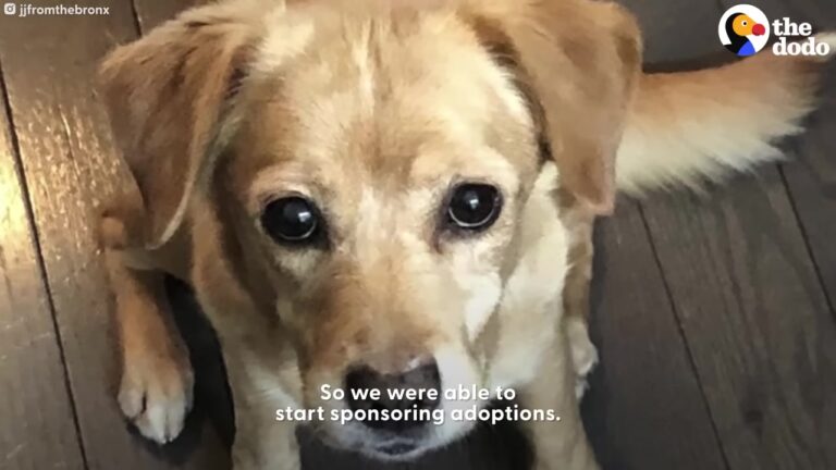 Pennsylvania Dad Wakes Up To A Malnourished Dog Locked Inside His Home And Discovers A Stranger’s Unbelievable Act