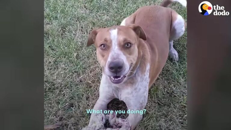 Lonely Stray Dog Waited Under A Texas Carport, Then His Owner Noticed Something Beside Him
