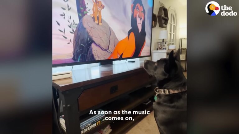 California Dog Watches TV With His Family, But One Specific Movie Scene Always Breaks His Heart