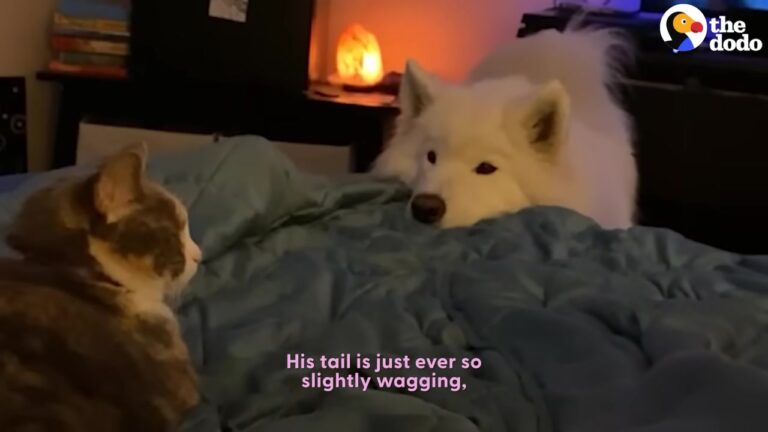 Texas Dog Would Freeze Every Time He Saw A Cat Until One Special Rescue Changed Everything