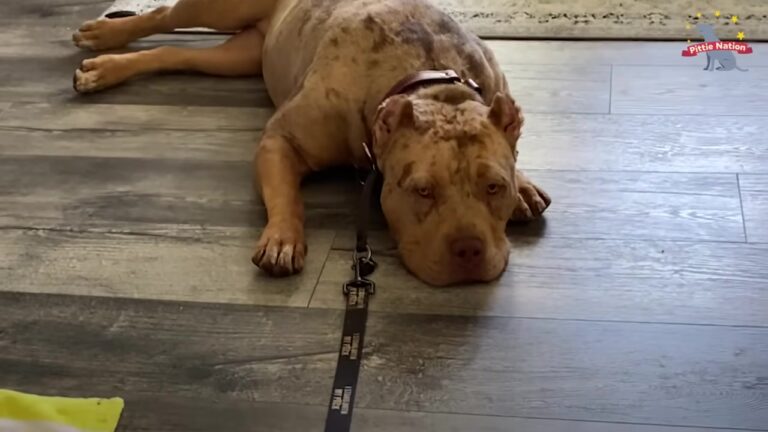 California Dog Was Rescued From A Backyard Breeder, But Her Transformation Changed One Man’s Heart Completely