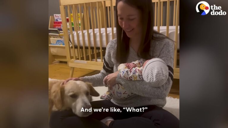 Texas Rescue Dog Sensed His Mom Was Pregnant, And His Reaction To The New Baby Leaves Everyone In Awe