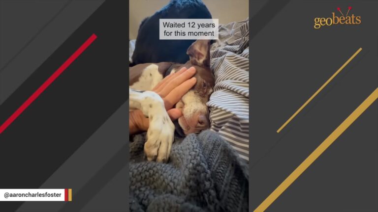 Colorado Man Gets An Unexpected Call About A Dog He Last Saw More Than A Decade Ago