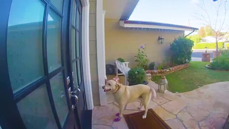 California Dog Stood Outside Her Neighbor’s Door, But Her Attempts To Get Attention Kept Going Unnoticed
