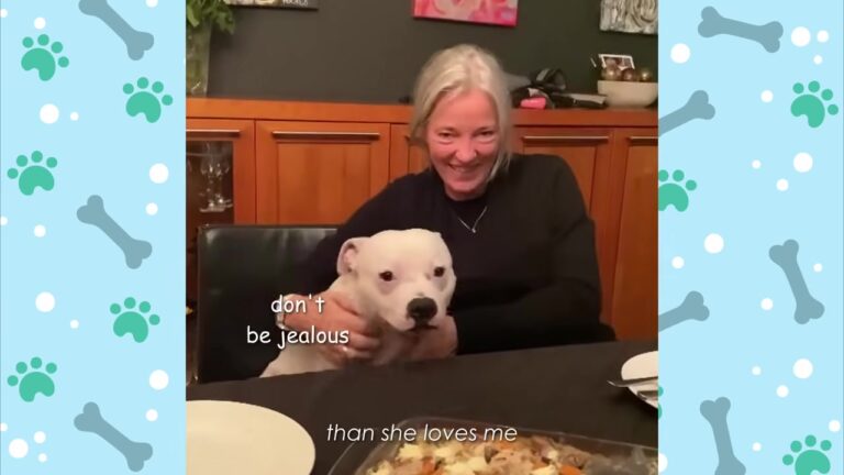 Pennsylvania Woman Didn’t Want A White Staffy, But One Look At His Face Changed Everything