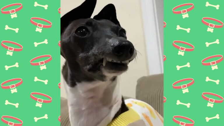 Sorrowful Texas Dog Struggled After Surgery, Until His Rescuer Made A Decision No One Took Lightly