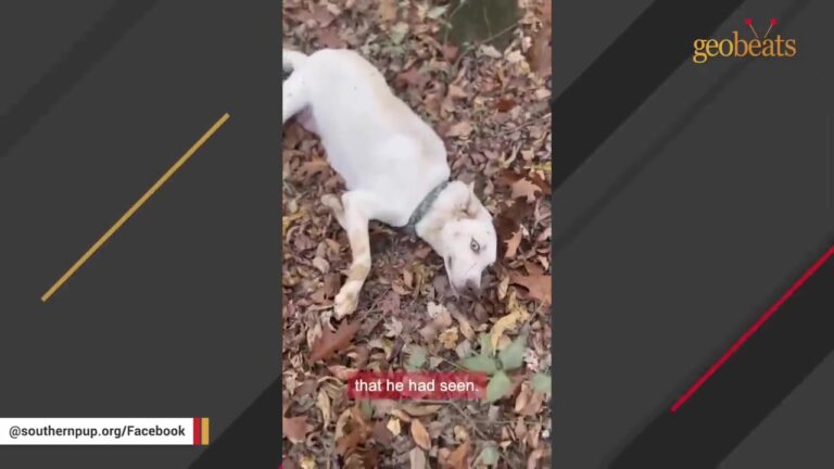Mississippi Stray Begs Rescuers To Follow Her For A Mile And Reveals A Heart-Stopping Secret In The Ditch