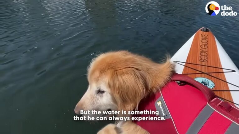 Washington Family Noticed Something Was Different When Their Senior Dog Reached The Water