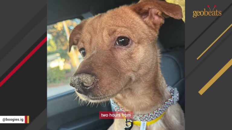 California Dog Saved Just Two Hours Before His Time Was Up Becomes His Rescuer’s Greatest Blessing