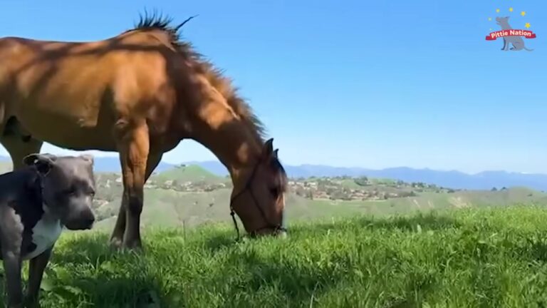 Texas Pit Bull Had One Unexpected Reaction When He Finally Met The Family Horse