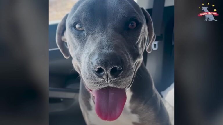 California Dog Had Completely Given Up In Her Kennel Until One Meaningful Glance Changed Her Fate