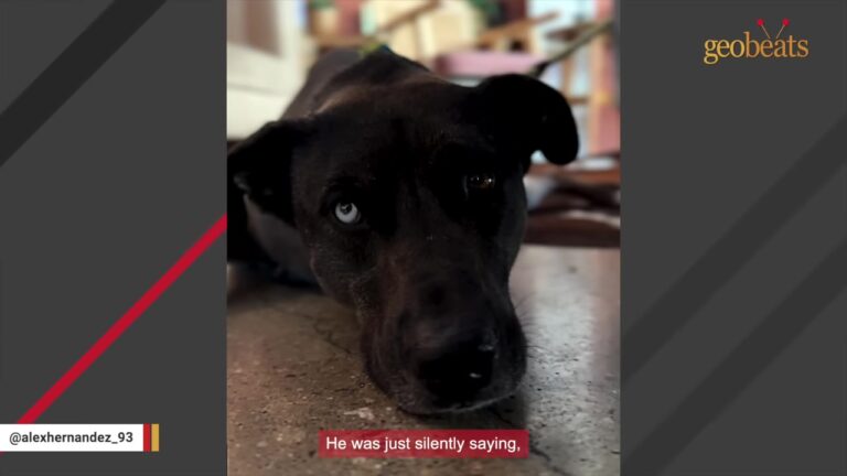 California Shelter Dog Plants Himself On The Ground When He Realizes Where The Car Is Taking Him