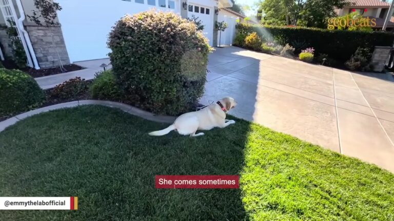 California Service Dog Takes Her Job Extremely Seriously, But One Sound Makes Her Lose Her Cool