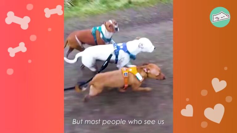 Ohio Family Struggled To Keep Up With Their Rescue Dog Until They Tried Something Different